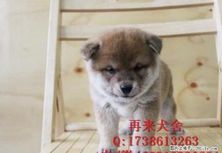 带血统的柴犬多少钱 双血统柴犬多少钱 纯种柴犬价格 - 桂林28生活网 www.28life.net