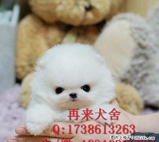 繁殖基地出售纯种博美幼犬 棉花糖博美幼犬 活体 - 桂林28生活网 www.28life.net