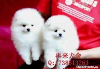 纯种博美 哈多利球体博美 大毛量博美幼犬 低价待售 - 桂林28生活网 www.28life.net