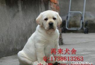 北京拉布拉多 赛级拉布拉多，打完疫苗，血统纯种 - 桂林28生活网 www.28life.net