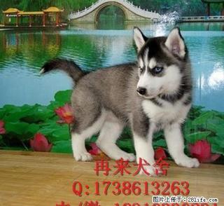 赛级哈士奇 哈士奇雪橇犬三个月 驱虫疫苗已做完 - 桂林28生活网 www.28life.net