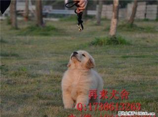金毛犬多少钱金毛犬价格金毛犬图片 - 桂林28生活网 www.28life.net