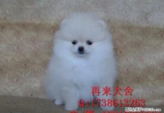 博美犬舍 博美价格 博美图片 博美犬多少钱 专业繁育 - 桂林28生活网 www.28life.net