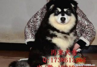 北京阿拉斯加犬价格 熊版阿拉斯加 阿拉斯加多少钱 - 桂林28生活网 www.28life.net