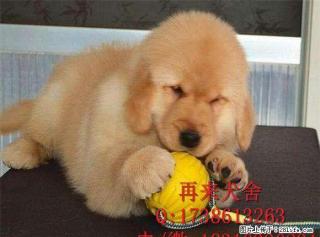纯种金毛犬 赛级金毛犬出售 北京金毛犬什么价格 - 桂林28生活网 www.28life.net