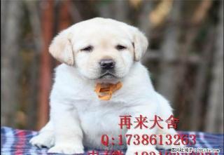 纯种拉布拉多 奶白色拉布拉多 大型拉布拉多犬养殖基地直销中 - 桂林28生活网 www.28life.net