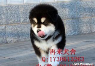 纯种阿拉斯加 巨型阿拉斯加 北京大型阿拉斯加犬养殖基地直销 - 桂林28生活网 www.28life.net