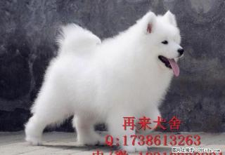 纯种萨摩耶 北京萨摩耶犬价格 双眼皮纯白萨摩耶幼犬 签署协议 - 桂林28生活网 www.28life.net
