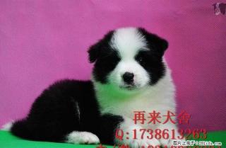 北京边牧犬多少钱 北京纯种边牧犬价格 边牧犬图片 - 桂林28生活网 www.28life.net