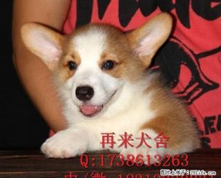 柯基犬多少钱柯基犬价格柯基犬图片 - 桂林28生活网 www.28life.net