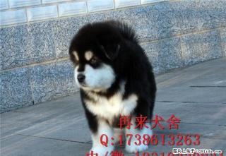 纯种阿拉斯加多少钱 巨型阿拉斯加犬 - 桂林28生活网 www.28life.net