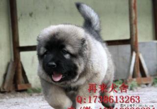 高加索犬舍 高加索价格 高加索哪里买 专业繁育高加索 - 桂林28生活网 www.28life.net