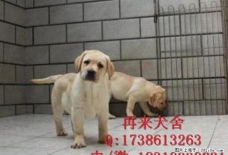 纯种德牧幼犬 公母均有 大锤德牧幼犬 - 桂林28生活网 www.28life.net