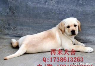 阿拉斯加犬多少钱阿拉斯加犬价格阿拉斯加犬图片 - 桂林28生活网 www.28life.net