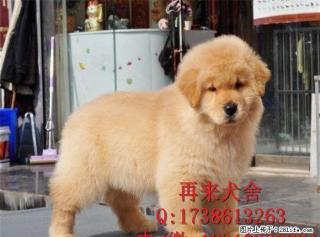 金毛犬多少钱金毛犬价格金毛犬图片 - 桂林28生活网 www.28life.net