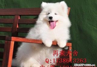 纯种萨摩耶幼犬去哪里买 哪里有卖纯种的萨摩 - 桂林28生活网 www.28life.net