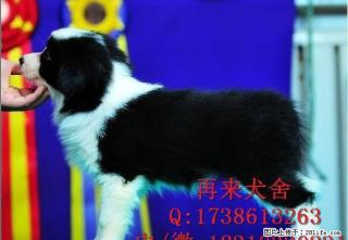 纯种阿拉斯加 北京阿拉斯加价格 超大骨量阿拉斯加犬 - 桂林28生活网 www.28life.net