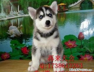 纯种哈士奇多少钱 赛级哈士奇 三把火双蓝眼哈士奇 签质保协议 - 桂林28生活网 www.28life.net