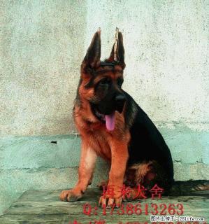 德国牧羊犬 警犬德牧 看门犬德牧 锤系德牧 - 桂林28生活网 www.28life.net
