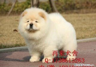 北京纯种松狮多少钱一只 肉嘴松狮 直销高品质松狮犬 免费送货 - 桂林28生活网 www.28life.net