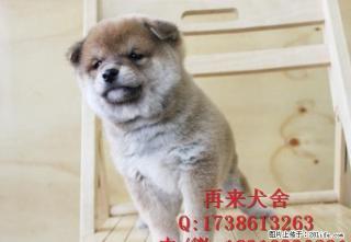 北京纯种柴犬多少钱一只 日系柴犬 直销高品质柴犬 签质保协议 - 桂林28生活网 www.28life.net