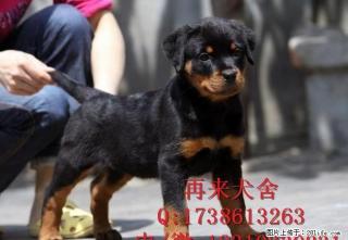 德系罗威纳 纯种罗威纳 高品质罗威纳犬 签质保协议 全国包运 - 桂林28生活网 www.28life.net