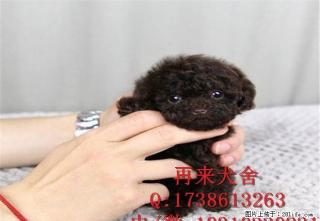 纯种泰迪幼犬价格 赛系泰迪图片 纯种泰迪犬舍 - 桂林28生活网 www.28life.net
