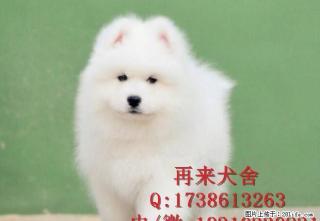 熊版高加索幼犬 赛级品质 宠物级价格 保质保健康 - 桂林28生活网 www.28life.net