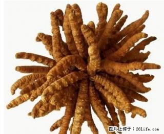 酒仙桥回收冬虫夏草13366231663收购同仁堂虫虫草 - 桂林28生活网 www.28life.net