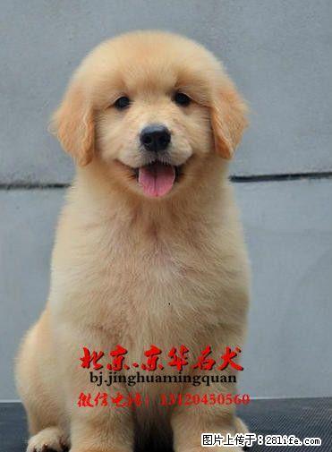 黄金猎犬 纯种大头金毛出售 同城可送上门服务 - 宠物交易 - 宠物信息 - 桂林分类信息 - 桂林28生活网 www.28life.net