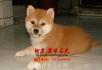 赛级三个月柴犬出售 纯种日系柴犬价格 柴犬犬舍 - 宠物交易 - 宠物信息 - 桂林分类信息 - 桂林28生活网 www.28life.net