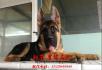锤系德牧犬 大头德牧幼犬出售 北京市德牧幼犬 - 宠物交易 - 宠物信息 - 桂林分类信息 - 桂林28生活网 www.28life.net