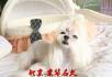 出售纯种博美幼犬 博美价格 博美好养吗 - 宠物交易 - 宠物信息 - 桂林分类信息 - 桂林28生活网 www.28life.net