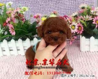 纯玩具体泰迪犬出售 成犬肩高22--25厘米 - 桂林28生活网 www.28life.net