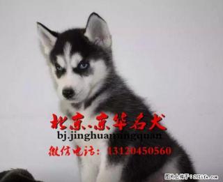 双蓝眼哈士奇幼价格 哪有纯种哈士奇出售 - 桂林28生活网 www.28life.net