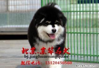 北京自家繁殖纯种阿拉斯加幼犬出售 疫苗做齐保健康 - 桂林28生活网 www.28life.net