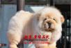 北京哪里有卖松狮幼犬  松狮图片 松狮能涨多大 - 桂林28生活网 www.28life.net
