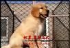 纯种双血统金毛幼犬多少钱 金毛怎么卖 金毛犬舍 - 桂林28生活网 www.28life.net