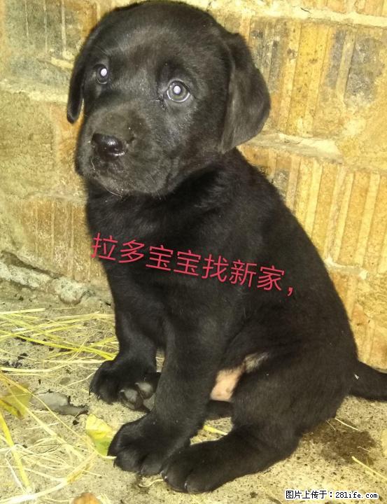 出售纯种拉布拉多幼犬 - 宠物交易 - 宠物信息 - 桂林分类信息 - 桂林28生活网 www.28life.net