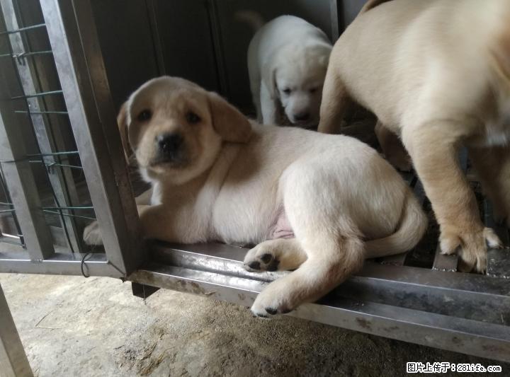 出售纯种拉布拉多幼犬，拉布拉多种公对外借配 - 宠物交易 - 宠物信息 - 桂林分类信息 - 桂林28生活网 www.28life.net