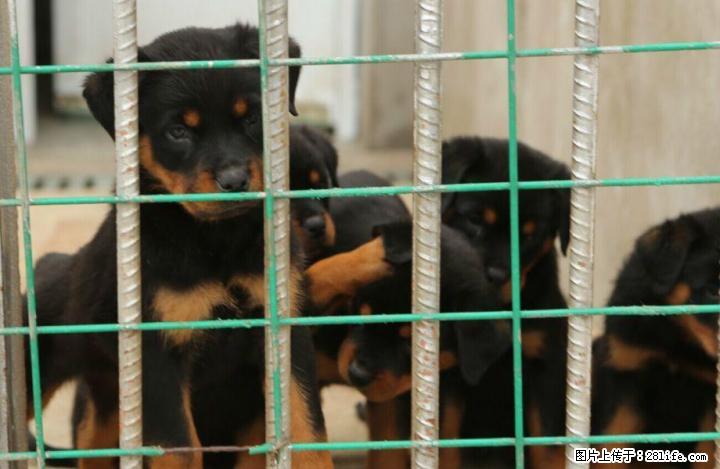 广西桂林哪里卖比较好的罗威纳犬出售 - 宠物交易 - 宠物信息 - 桂林分类信息 - 桂林28生活网 www.28life.net