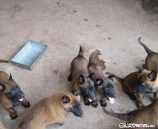 桂林哪里有纯种马犬出售卖桂林狗场马犬价格 - 桂林28生活网 www.28life.net