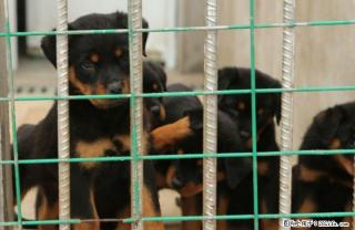 广西桂林哪里卖比较好的罗威纳犬出售 - 桂林28生活网 www.28life.net