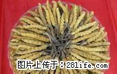 桂林回收冬虫夏草 5X极草含片 淡干海参 - 桂林28生活网 www.28life.net