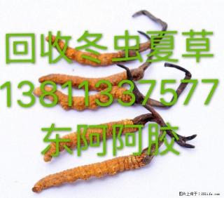 桂林回收冬虫夏草13811337577 南宁收购东阿阿胶同仁堂海参燕窝片仔癀 - 桂林28生活网 www.28life.net