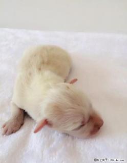 纯种双血统边境牧羊犬 - 桂林28生活网 www.28life.net