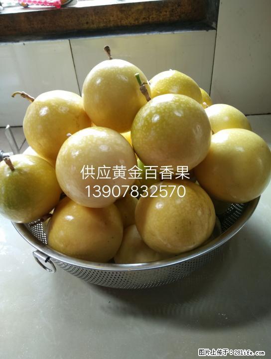 供应味道十分香甜的黄金百香果 - 农作物 - 农林牧渔 - 桂林分类信息 - 桂林28生活网 www.28life.net