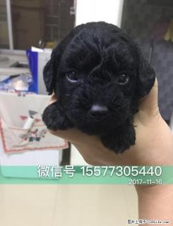 自家繁殖 小贵宾泰迪犬四百到六百元（公母均有） - 桂林28生活网 www.28life.net