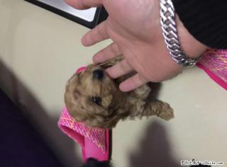 自家繁殖 满月小贵宾泰迪犬 - 桂林28生活网 www.28life.net