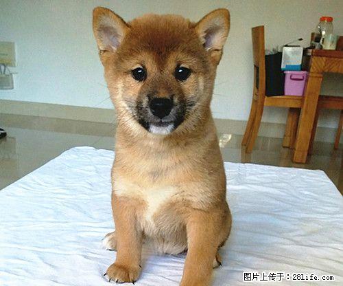 家养一窝双血统小柴犬 - 宠物交易 - 宠物信息 - 桂林分类信息 - 桂林28生活网 www.28life.net